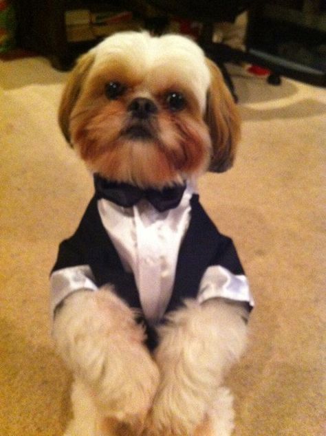 Cute Boy Shih Tzu Yahoo Image Search Results Shitzu Puppies