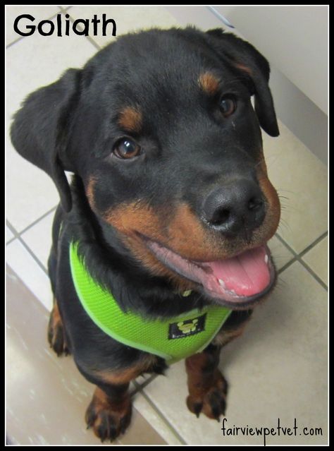 Goliath Iv The Rottweiler Puppy Rottweiler Puppies Rottweiler
