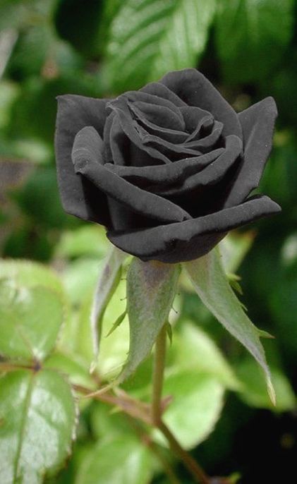 Damask Roses Plants For Sale Rosa Damascena For Essential Otto Oil Amp Jam Wholesale Bulgarian Rose Kazanlak Planting Roses Damask Rose Plant Sale