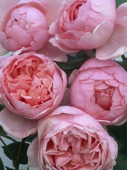 Brother Cadfael Roses Photographic Print Clay Perry Art Com In 2021 David Austin Roses Tea Roses Beautiful Flowers