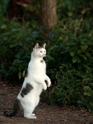 猫が立つ理由って 猫が二本足で立ち上がる瞬間とは