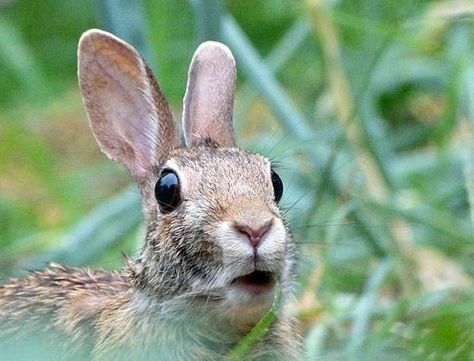 Number Of The Day 10 000 Rabbits Killed In Easter Bunny Hunt