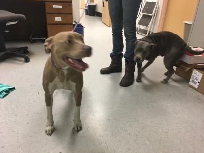 Adopt Glitterbug On Pitbull Terrier Pet Adoption American Pit