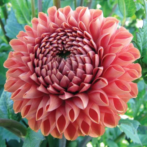 BUY 3 GET 2 FREE Autumn Dahlia Flower 200 Pcs Seeds Garden Blooming