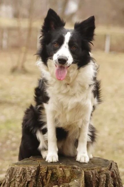 70 Country Male Dog Names Dog Names Best Dog Names Dogs