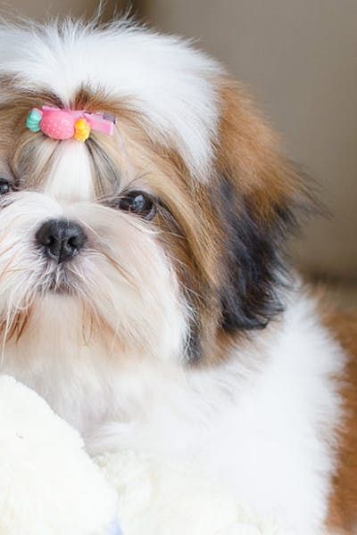 How To Crate Train A Shih Tzu Puppy At Night Training Your Puppy