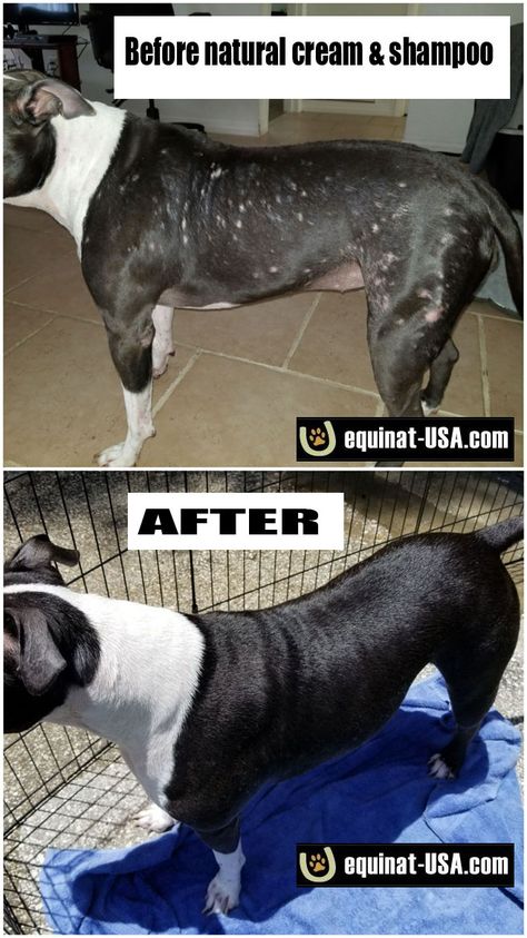 How To Treat Pitbull Skin Problems Itchy Dog Pitbulls Skin