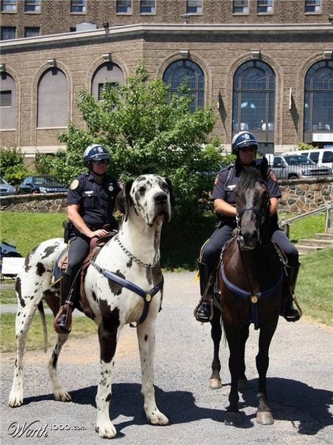 Great Dane As A Horse Look How Big Caes Enormes