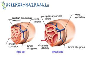 cattiva erezione come curare come migliorare lerezione e la libido