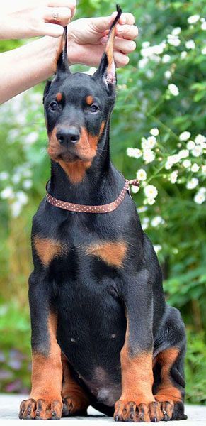 Male Doberman Puppy For Sale Www Sierradobiefarms Com