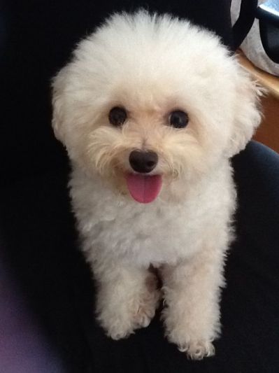 The Gallery For White Baby Girl And Dog Cute Animals