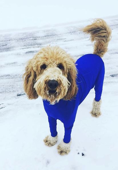 Original Black Mini Your Dog Snow Dogs Winter Walk Snow Dogs