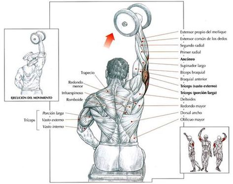 ejercicios para los triceps con mancuernas