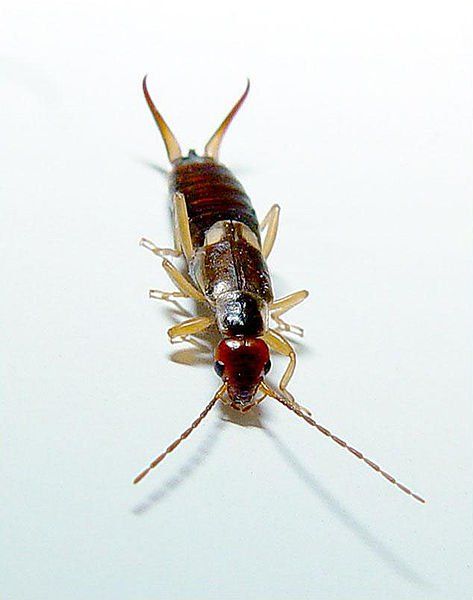 How To Identify And Deal With Basement Bugs Earwigs Insects Getting Rid Of Earwigs [ 600 x 473 Pixel ]