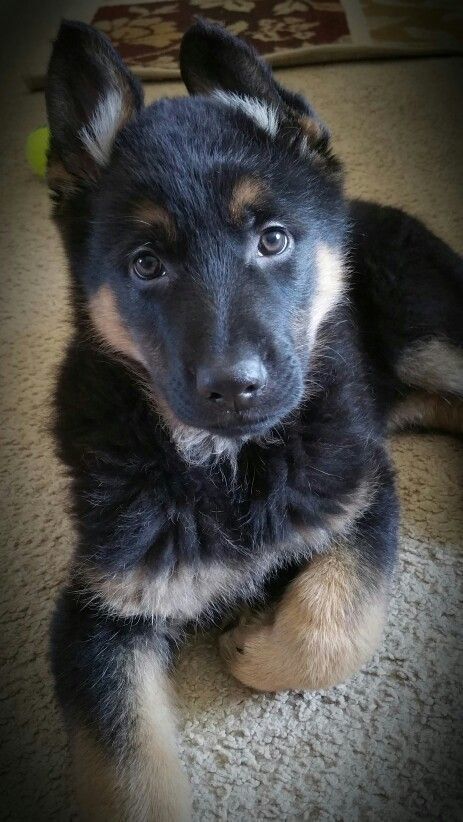 Ear Stages A Pictorial German Shepherd Dog Forums German Shepherd Puppy Ears German Shepherd Dogs German Shepherd Puppies
