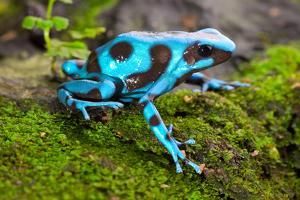 Frog In Tropical Rain Forest Blue Poison Dart Frog Dendrobates