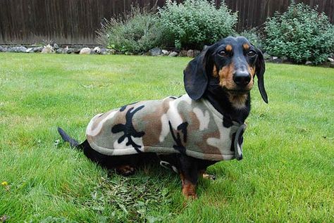 The Cozy Hound Fleece Dachshund Jacket Review Dachshund Clothes