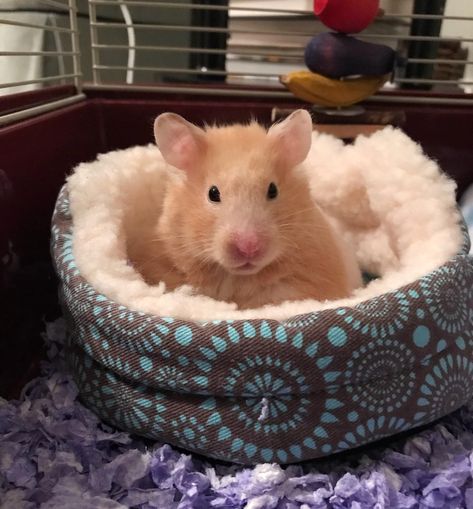 Trixie Plana de Madera Tortuga Conejo Cobaya Hámster Mascota Hideaway Casa