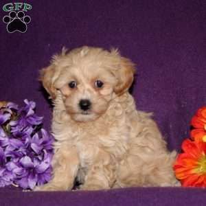 Maltipoo Puppies For Sale In Shippensburg Pa Sold Pet Supplies Super Store Maltipoo Puppy Maltipoo Puppies For Sale Puppies