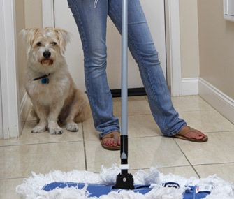 Avoid Accidents How To Stop Your Dog Peeing In The House Dog