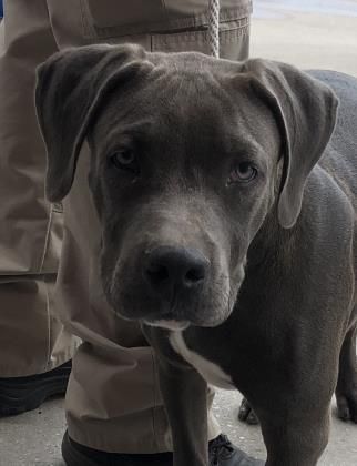 Pin On Mostly A Pitbull Thing