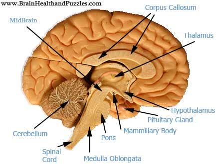 Brain And Spinal Cord Diagram Name Brain And Spinal Cord Diagram Name
