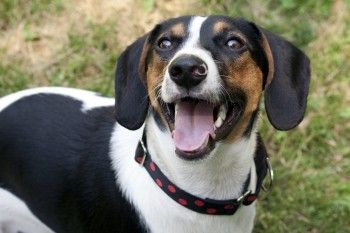 Adopted Beagle Dachshund Mix Ronnie Animal Education Rescue