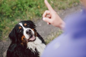 You Can Get Your Dog To Go Potty In One Spot Training Your Dog