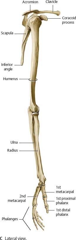 Shoulder Arm Atlas Of Anatomy Human Muscle Anatomy Shoulder Muscle Anatomy Anatomy Shoulder Arm Atlas Of Anatomy Human Muscle Anatomy Shoulder Muscle Anatomy Anatomy