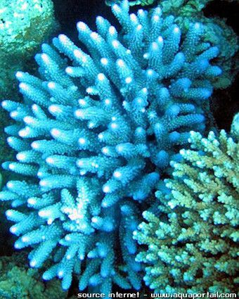 Blue Coral Vs Magic Bleu Corail Noir Le Corail Est Vivant Il Est Bleu Blue Corail Coral Est Magic Noir Vivant Sualti Yaz