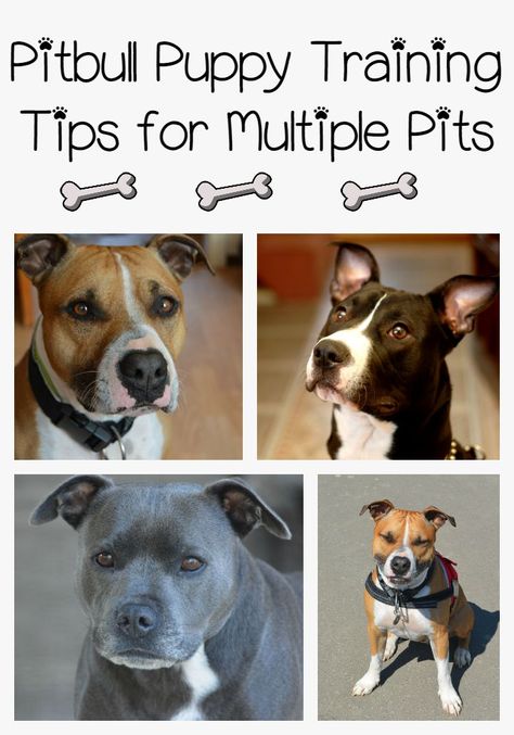 Pitbull Puppy Training Tips For Multiple Pits Dog Training