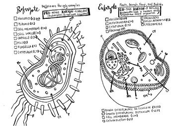 Prokaryote Coloring Worksheet Photos - Toribeedesign Prokaryote Coloring Worksheet Photos - Toribeedesign
