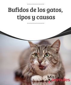 670 Ideas De Peludos Consejos Salud En 2021 Mascotas Perros Perro Gato