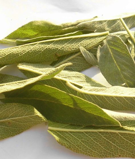 pianta assenzio dimagrante
