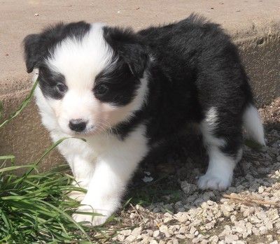 Chiots Borders Collies Border Collie Cute Dogs Collie