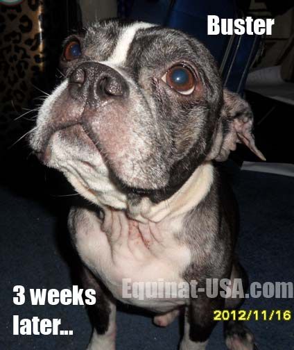 Pin On Boston Terrier Skin Problems Natural Treatment Pin On Boston Terrier Skin Problems