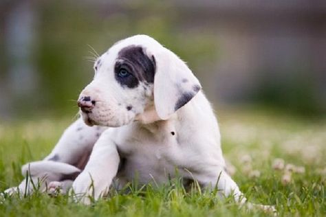 Great Dane Puppies For Sale In Iowa Zoe Fans Blog Great Dane