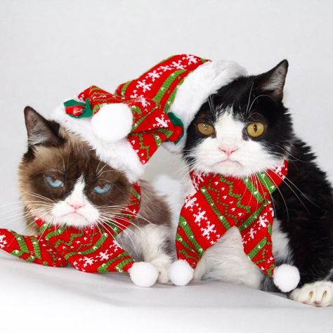 Grumpy Cat Christmas! They look so happy! Lol | Grumpy cat christmas