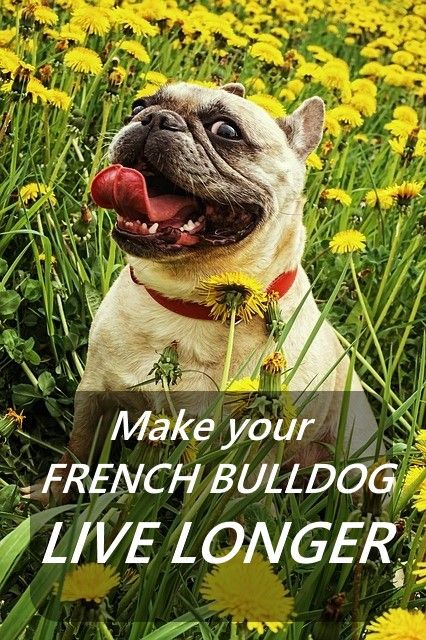 How To Make Your French Bulldog Live Longer Bulldog French