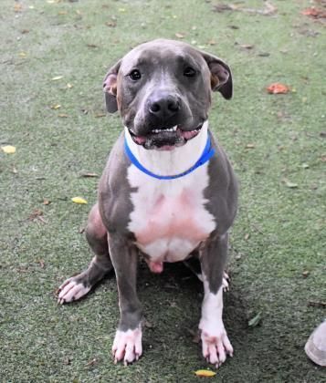 Dog For Adoption Eeyore An American Bulldog Mix In Inverness