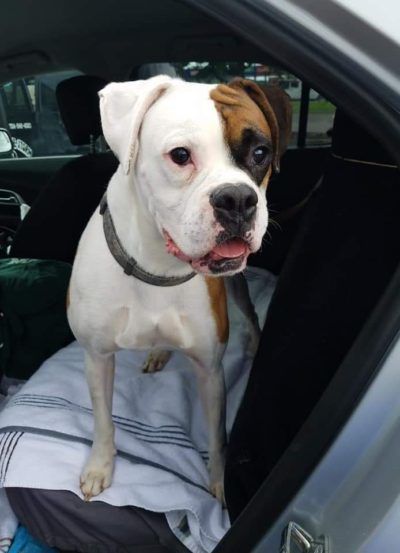 Adopt Chief On Puppies Dogs Kitties And Cats To Adopt Or