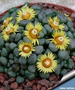10 Idees De Composition Florale Avec Des Succulentes Plantes