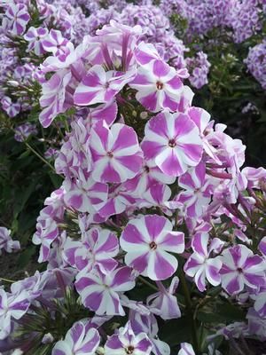 Hohe Flammenblume Raving Beauty Phlox paniculata