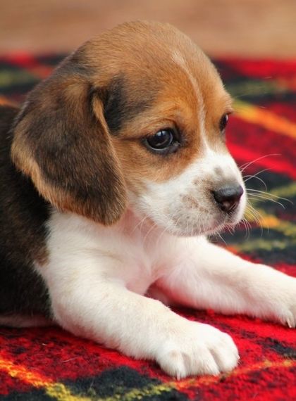 Beagle Puppy Beagle Puppy Cute Beagles Cute Animals