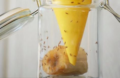 Bli Av Med Bananflugor BLI AV MED BANANFLUGOR