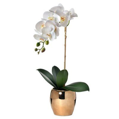 Bloomsbury Market Phalaenopsis Orchids Stem In Pot Bloomsbury Market Phalaenopsis Orchids Stem In Pot