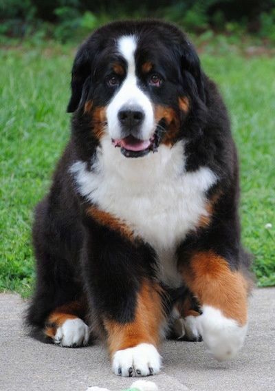 Dog Breed Info Center Mountain Dog Breeds Mountain Dogs