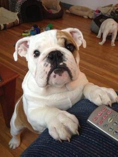 Facts On The Calm Bulldog Puppies And Kids Bulldogstagram