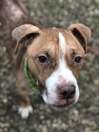 Mickey Located In Philadelphia Pa Has 6 Days Left To Live Adopt