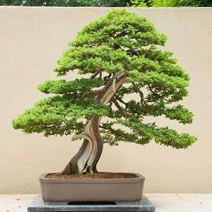 Club Escuela De Bonsai Online Bonsaialambre árboles Bonsai Bonsai Bonsais